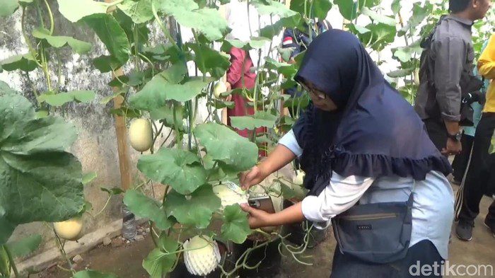 Petani Muda di Jombang Sukses Budi Daya Melon Thailand, Rasanya Manis-Renyah