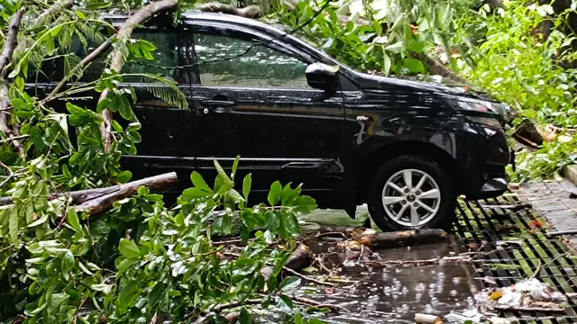 Hujan Lebat dan Angin Kencang Terjang Jember, Pohon Bertumbangan dan Rumah Warga Rusak