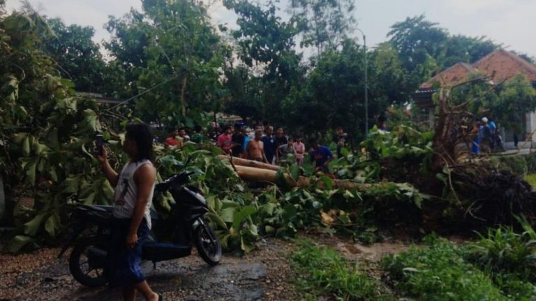 Hujan Deras Disertai Angin Kencang Sejumlah Pohon Tumbang Timpa Rumah Warga di Pamekasan
