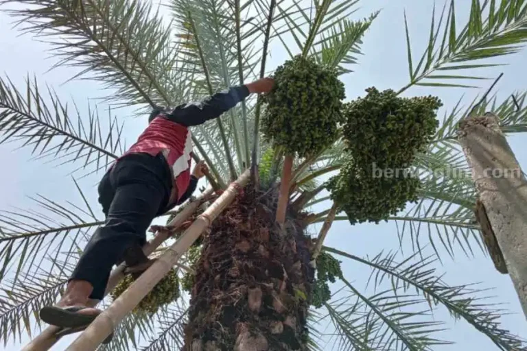Viral! Kurma Khalas Tumbuh Subur dan Lebat di Magetan