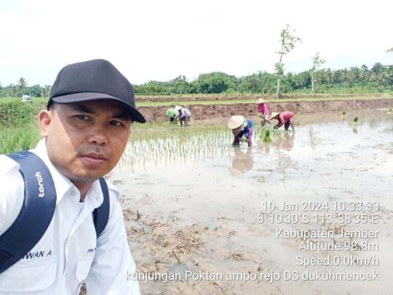 Peran Penyuluh Pertanian dalam Pendampingan Tanam Padi di Wilayah Poktan Ampo rejo