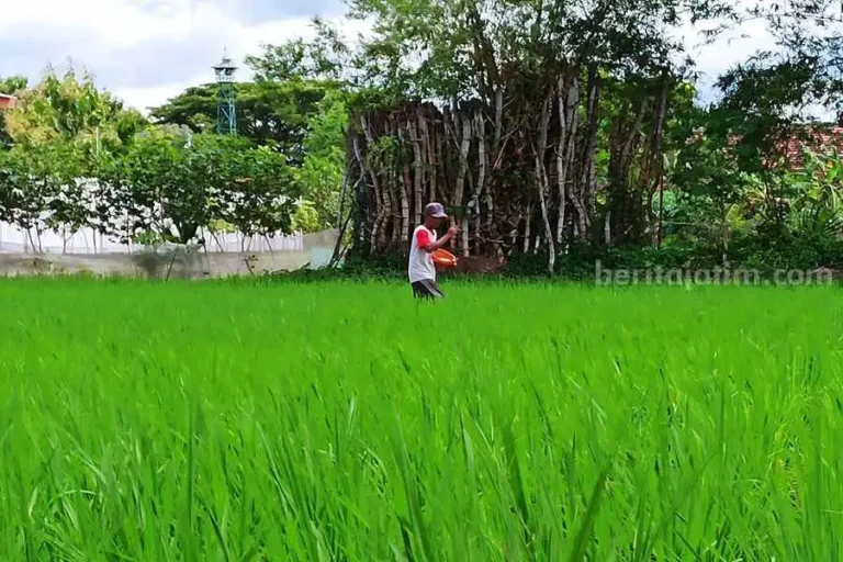 Petani Ponorogo Menangis, 2024 Kuota Pupuk Subsidi Berkurang