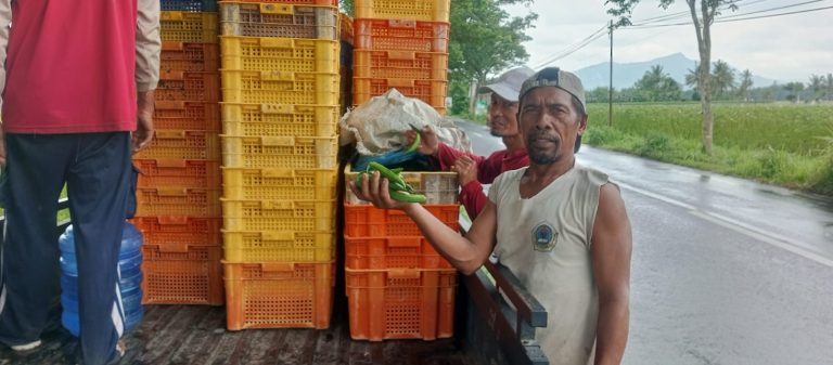 Tanaman Okra di Desa Cangkring Jenggawah
