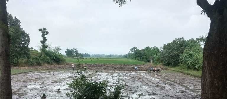 Tanam Padi Kok Maju Mundur Dong !