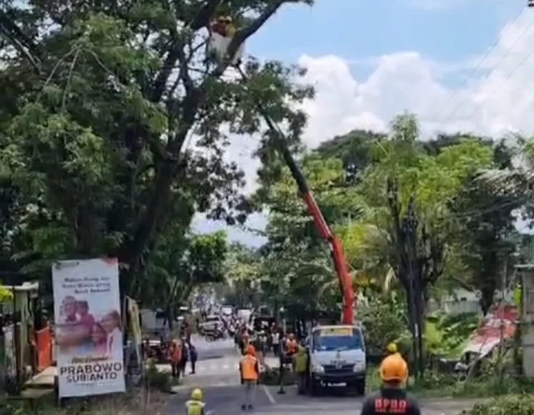 Masih Rawan Tumbang, BPBD Jember Lakukan Pengeprasan