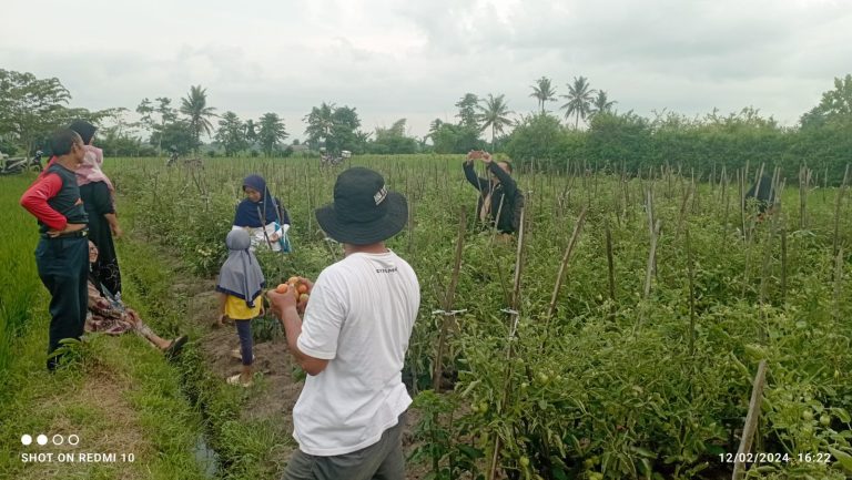 Pertemuan KWT Dewi Makmur Jaya: Membangun Ekonomi Dan Kemandirian Pangan Di Desa Bangsalsari