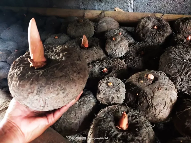 Begini Khasiat Porang, Cocok untuk Diet hingga Stabilkan Gula Darah, Ini Kata Petani Porang di Jember