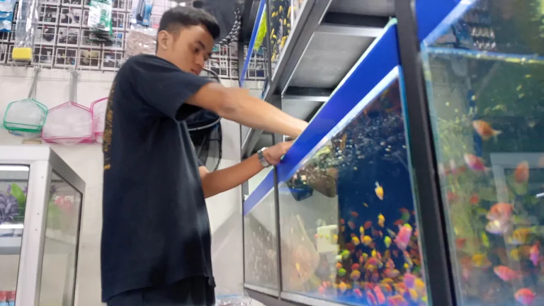 Melihat Budidaya Ikan Glofish di Jember, Hidupnya Berkelompok