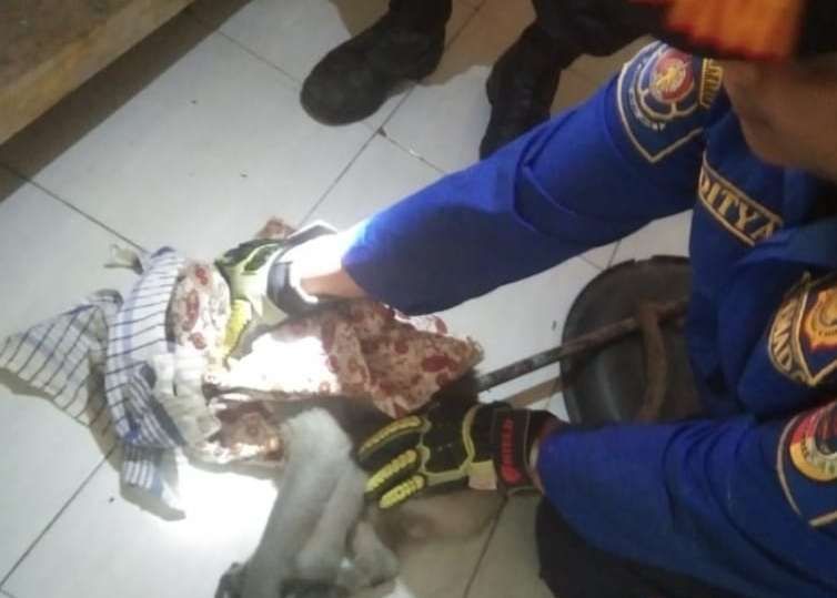 Teror Pemukiman Warga, Damkar Jember Evakuasi Monyet Liar