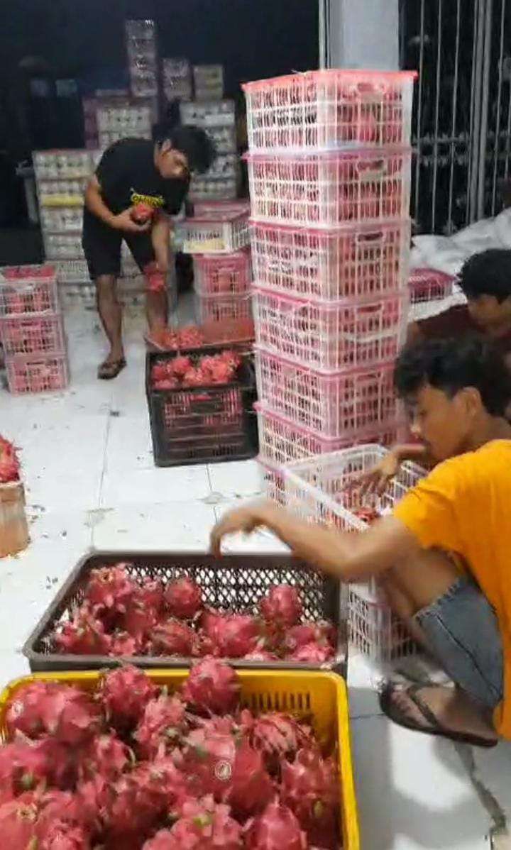Buah Naga Organik Khas Jember Melejit Hingga Pasar Mancanegara