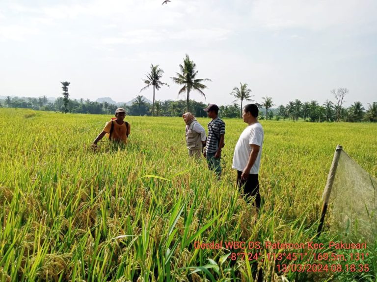 Gerakan Pengendalian OPT Wereng Coklat Di Poktan Karya Subur I Desa Patemon