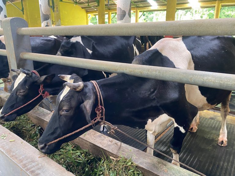 Wisata Edukasi Sapi Perah Rembangan Kembali Diminati Wisatawan