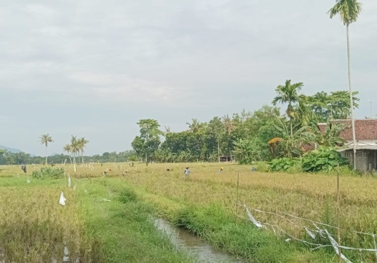 Petani Desa Jenggawah Jember Panen Padi