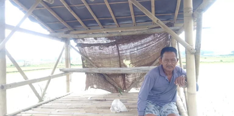 Keluh Kesah Petani Jember, Walau Gagal Panen, Enggan Beli Beras