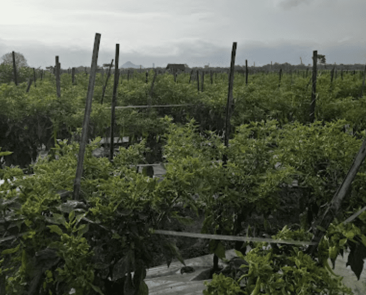 Kebun Suwi Di Desa Sruni Jenggawah