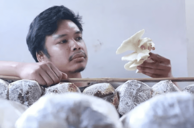 Cerita Sukses Kampung Jamur Banyuwangi, Omset Rp360 Juta