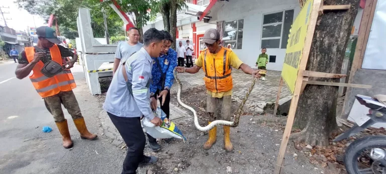 BIKIN HEBOH! Perbaiki Jembatan Ambles di Mangli Jember, Pekerja Temukan Ular, Begini Kronologinya