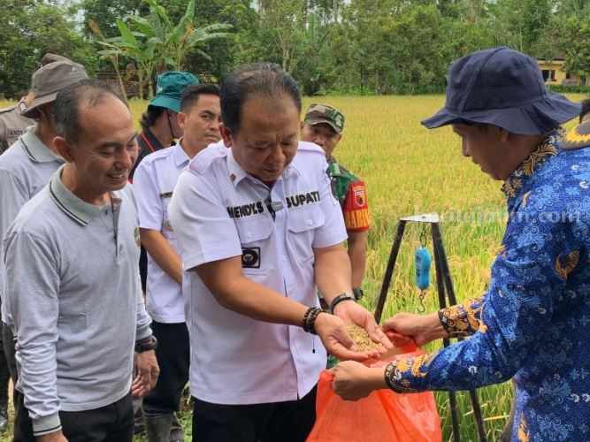 Pakai Pupuk Organik, Petani Jember Berpotensi Panen 6 Ton Tiap Hektare