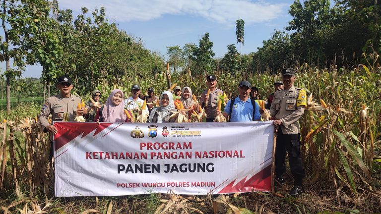 Wujudkan Swasembada Pangan, Polres Madiun Bersama Masyarakat Panen Raya Jagung di Desa Nglambangan
